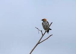 Lesser Striped Swallow