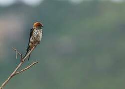 Lesser Striped Swallow