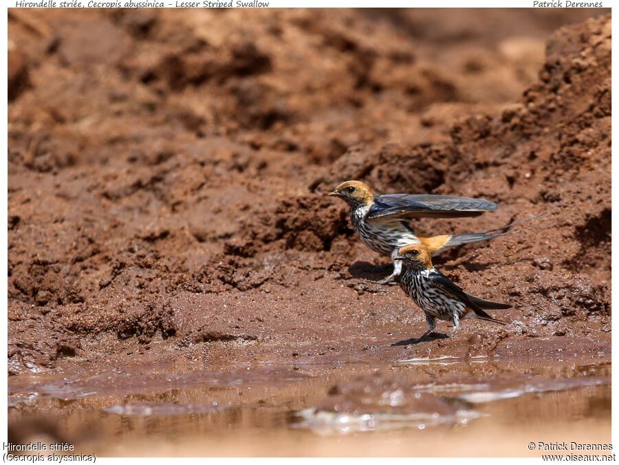 Hirondelle striéeadulte, identification, Comportement