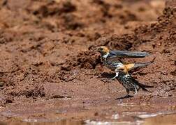 Lesser Striped Swallow