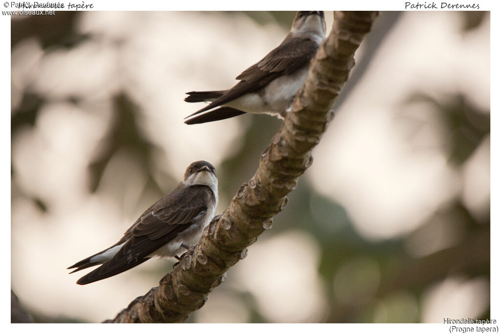 Brown-chested Martin, identification, habitat