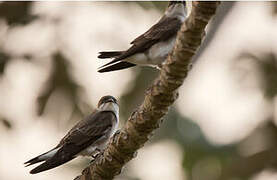 Brown-chested Martin