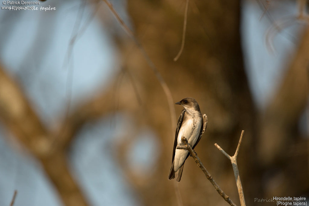 Brown-chested Martin, identification, habitat