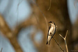 Hirondelle tapère