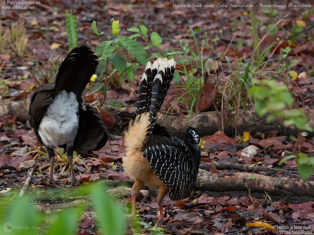 Bare-faced Curassow, identification, habitat