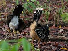 Bare-faced Curassow