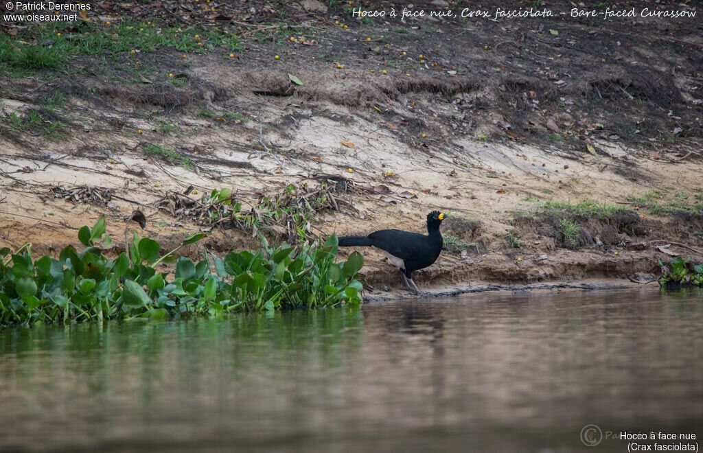 Bare-faced Curassow, identification, habitat