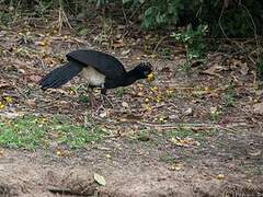 Bare-faced Curassow