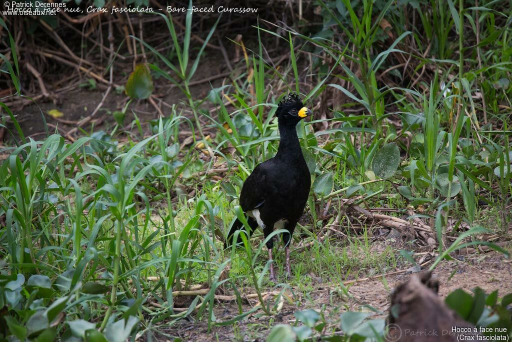 Bare-faced Curassow male, identification, habitat