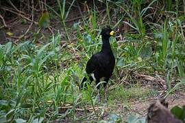 Bare-faced Curassow