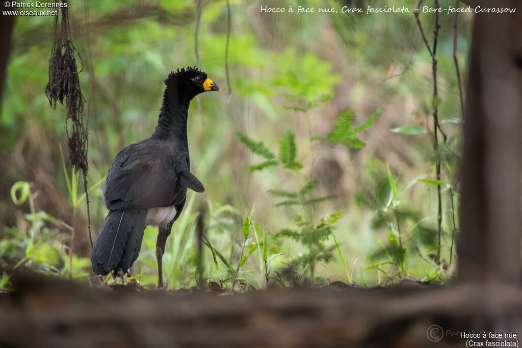 Bare-faced Curassow, identification, habitat