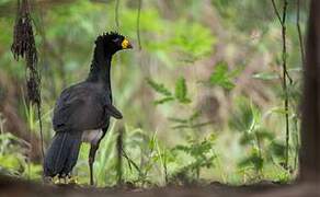 Bare-faced Curassow