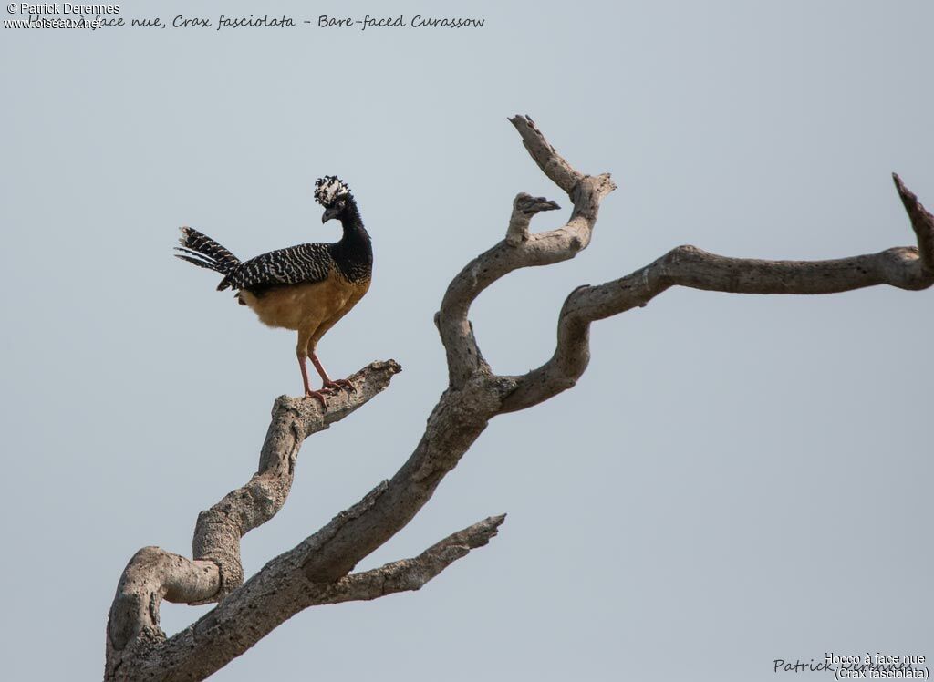 Bare-faced Curassow female, identification