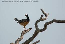 Bare-faced Curassow