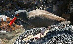 Blackish Oystercatcher