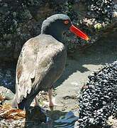 Blackish Oystercatcher