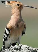 Eurasian Hoopoe