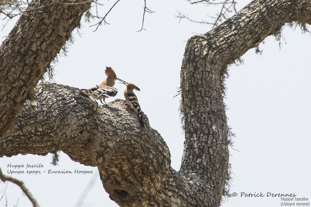 Eurasian Hoopoeadult breeding, habitat, courting display, Behaviour