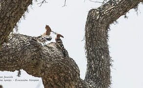 Eurasian Hoopoe