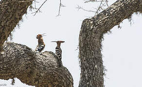 Eurasian Hoopoe