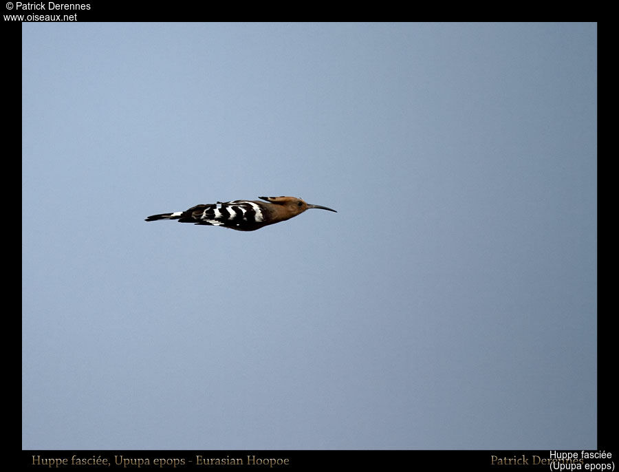 Eurasian Hoopoe, Flight