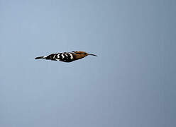 Eurasian Hoopoe