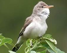 Eastern Olivaceous Warbler