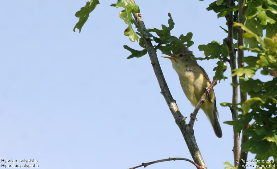 Melodious Warbler male adult breeding, identification, song