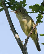 Melodious Warbler