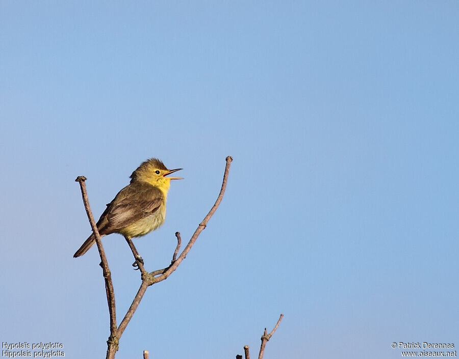 Melodious Warbler male adult, identification, song