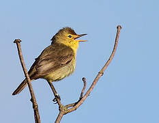 Melodious Warbler