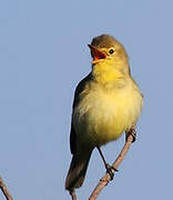 Melodious Warbler