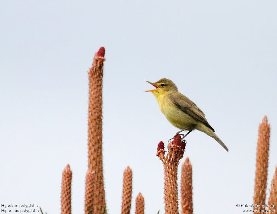 Melodious Warbler male, identification, song