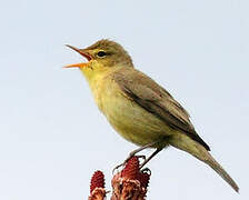 Melodious Warbler