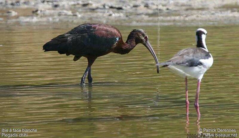 Ibis à face blanche