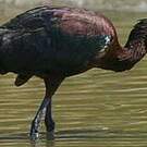 Ibis à face blanche