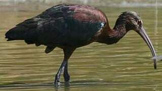 Ibis à face blanche