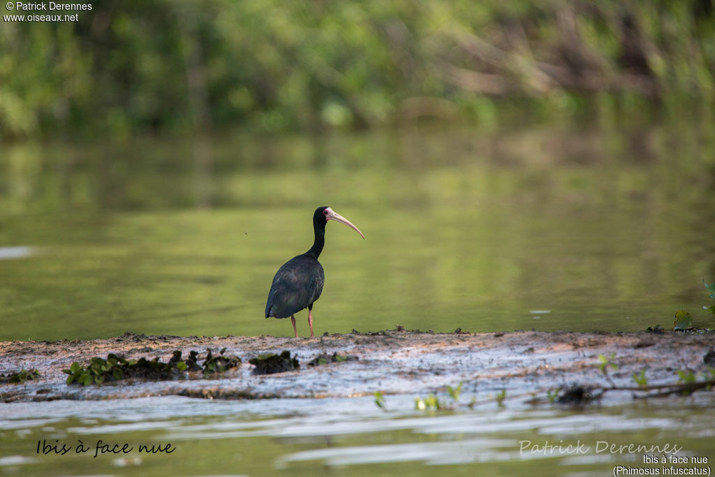 Bare-faced Ibisadult, identification, habitat