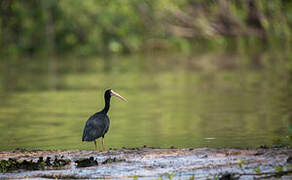 Ibis à face nue