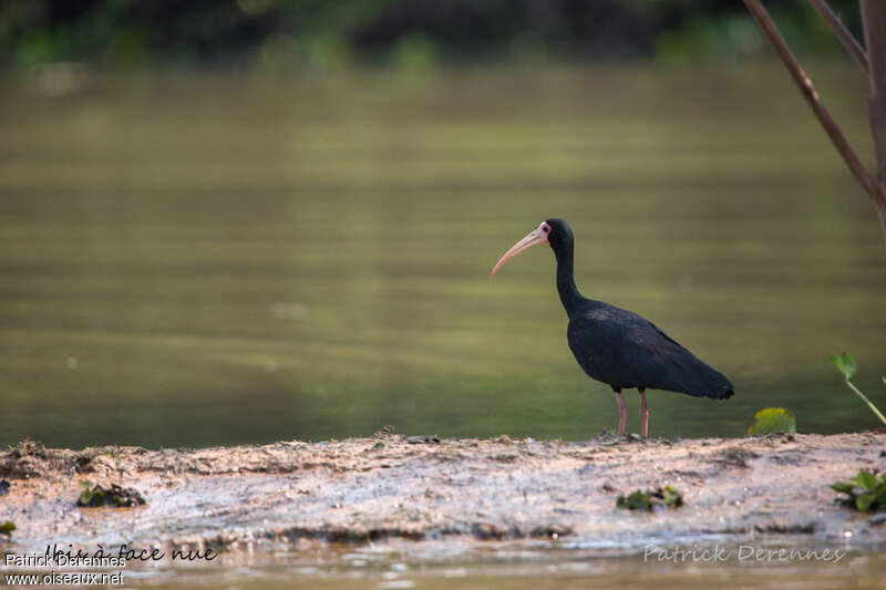 Ibis à face nueadulte, habitat, pigmentation, pêche/chasse
