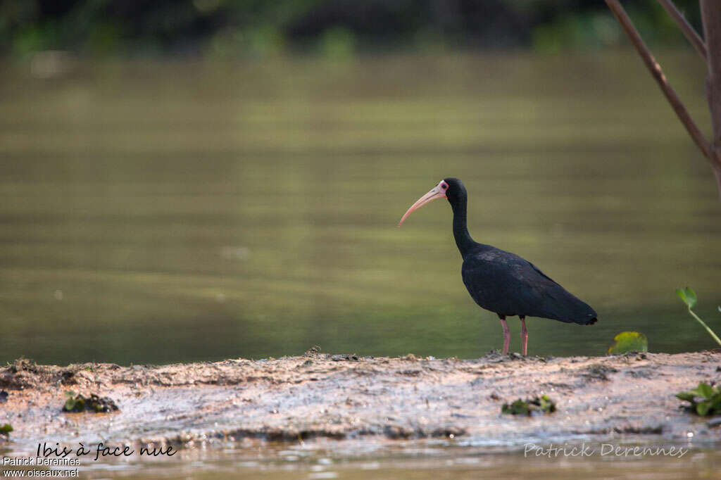 Bare-faced Ibisadult, habitat, pigmentation, fishing/hunting