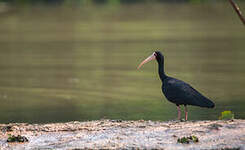 Ibis à face nue