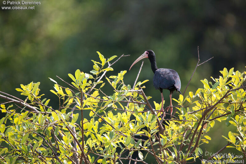 Ibis à face nue, identification, habitat