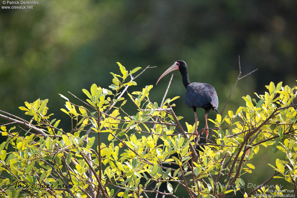 Bare-faced Ibis, identification, habitat