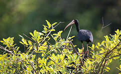 Ibis à face nue