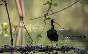 Ibis à face nue