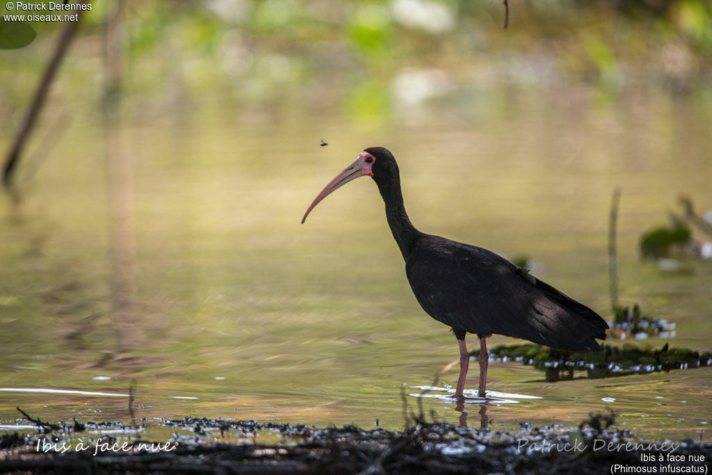 Bare-faced Ibisadult, identification, habitat