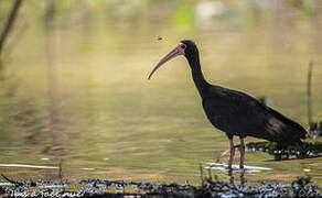 Bare-faced Ibis