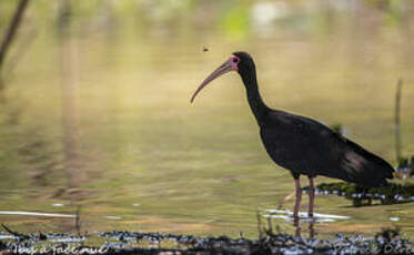 Ibis à face nue