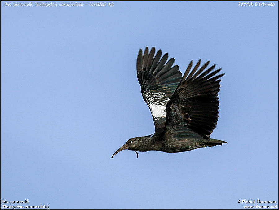 Wattled Ibisadult, Flight